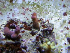 Leishman coral 2