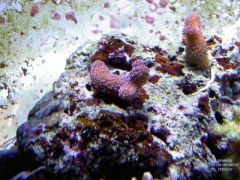 Leishman coral 1