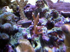 Leishman coral 3