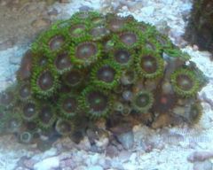 Zoanthid Colony