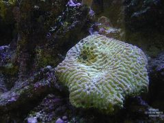 Diseased Brain Coral