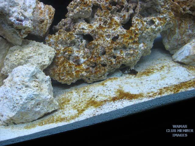 Tank Pics