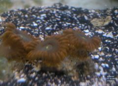 fragged zoanthids