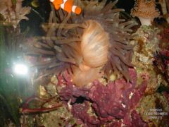 Twisted Sea Anemone
