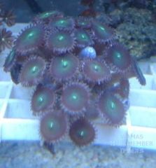 Zoanthid Buttons
