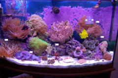 Corals for sale