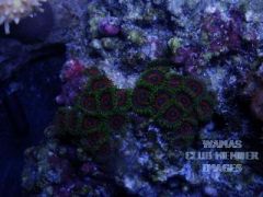 nice zoa's again from the LR