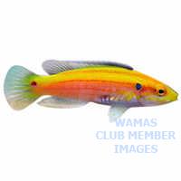 Twospot Hogfish - Not the one for sale