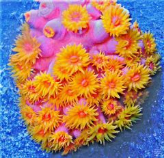 sweet, HUGE aquaco Sun Coral colony