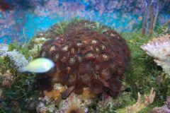 Zoa rock with Flower anemone