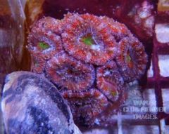 Red & Green Acan