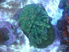 German Green with Blue Polyps