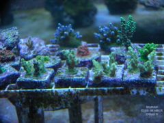 German Green with Blue Polyps Frags