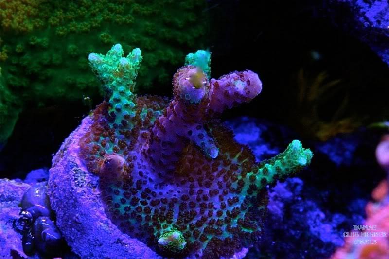 Coral