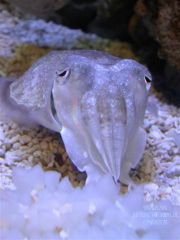 Cuttlefish.JPG