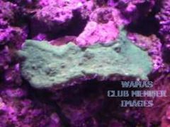 Green Plate Coral (6-7 inches wide)001.jpg