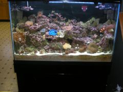 and for giggles my old 45G tank....JAN 07