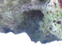 The little shy peppermint shrimp
