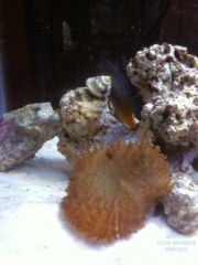 Two tone blenny and mushroom coral