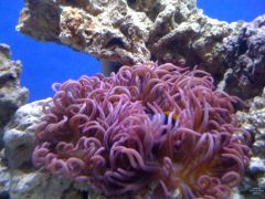 Mr. Anemone why are you all curled up?