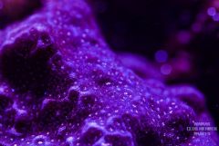 purple porites.jpg