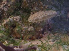 Refugium clam.JPG