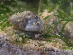 nassarius snail.JPG