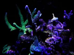 coral colonies.JPG