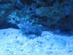 Clove Coral.JPG