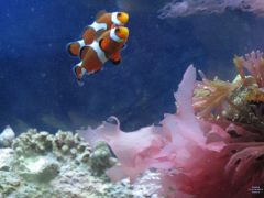 Clownfish Pair.JPG
