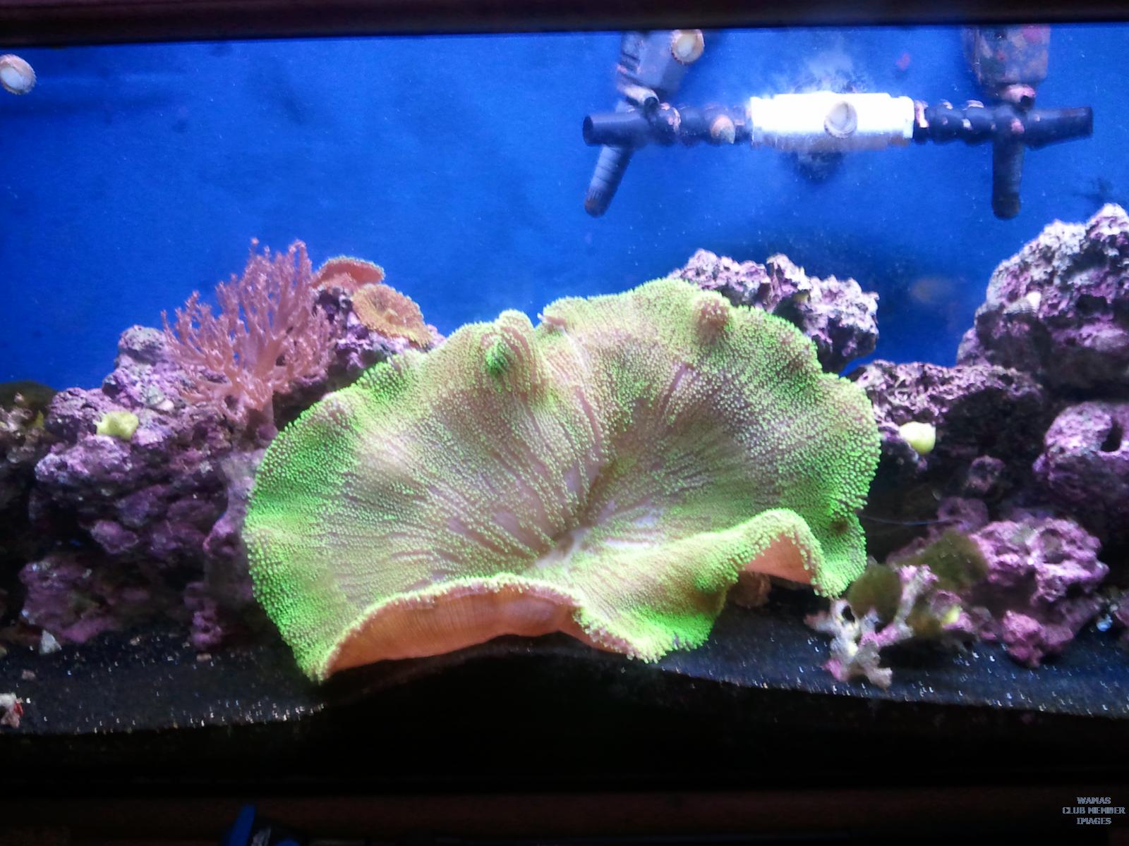 anenome