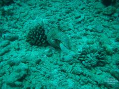 Tritons Horn/Trumpet Conch eating a Pincushion sea star