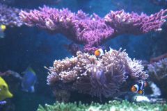 RED TABLE, MAG ANEMONE, AND ROD'S ONYX CLOWNS 2