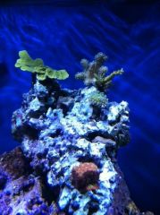 Some Corals.JPG