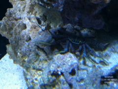 Ladyfinger crab.JPG