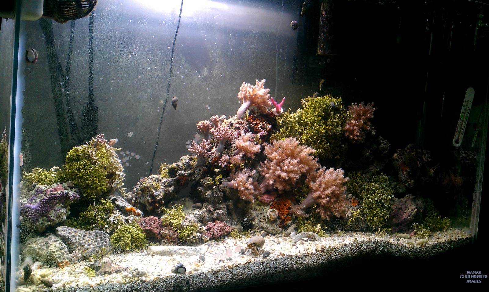 55 gal reef tank