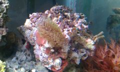 new gsp and zoas