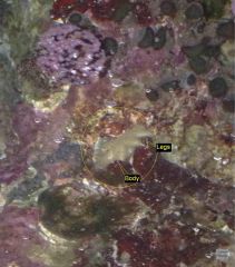 Teddy Bear Crab in rock