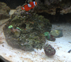 Small Clownfish