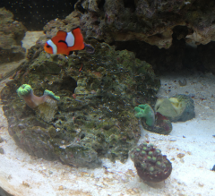 Small Clownfish