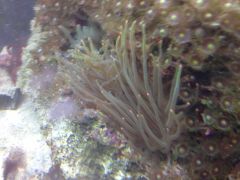 anemone1