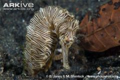 Zebra seahorse (1)