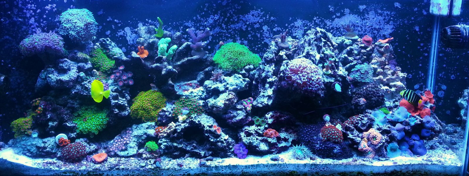 55 Gallon Mixed Reef