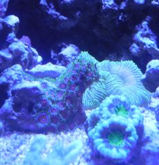 Zoas and acan