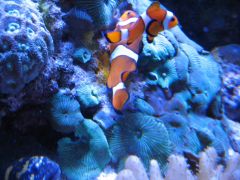 Clownfish Eggs 004