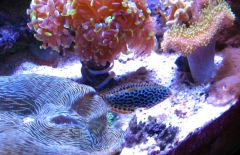 Leopard Wrasse and friends