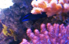Springer's dottyback and other corals