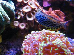 Leopard Wrasse and LPS