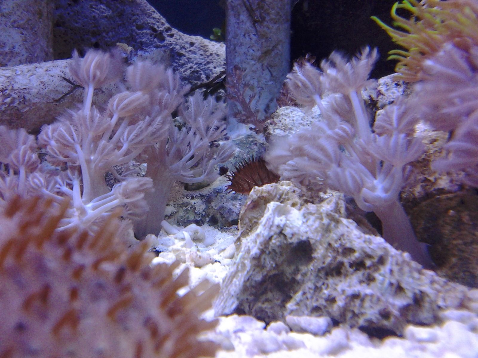 Pom-Pom Among Corals