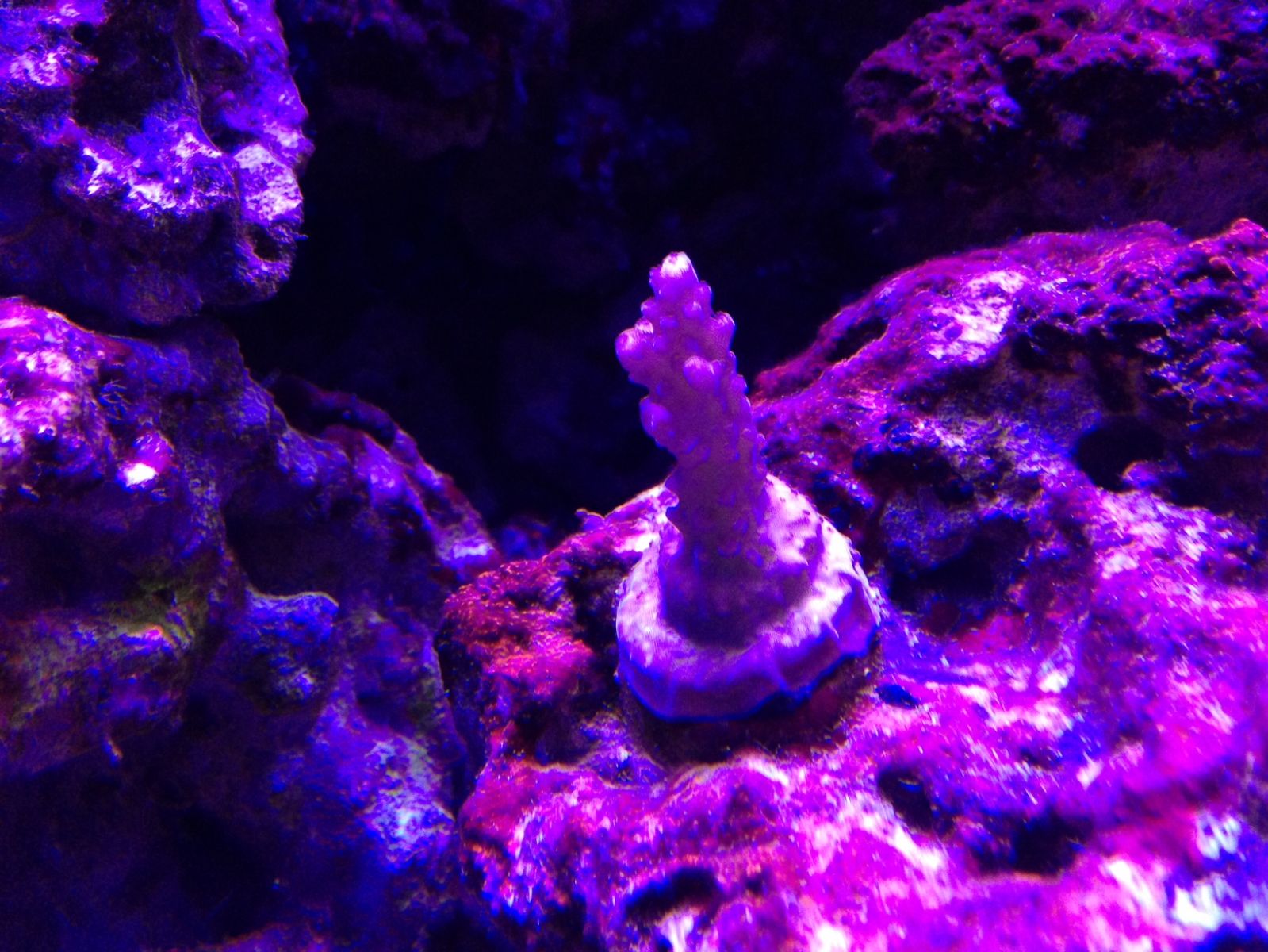 Corals for Sale
